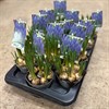MUSCARI 12 CM BLÅ FRILLESÅS 1X12